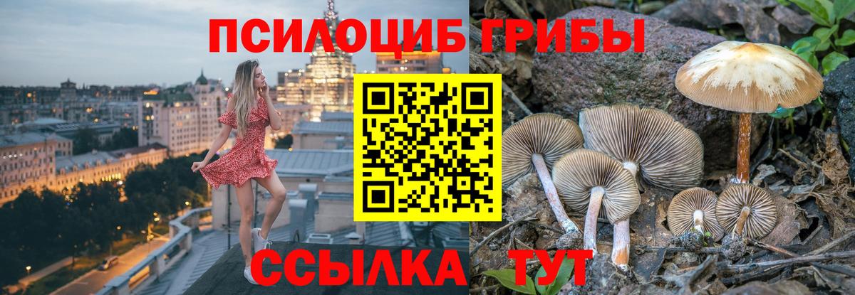 Псилоцибиновые грибы Cubensis Сунжа
