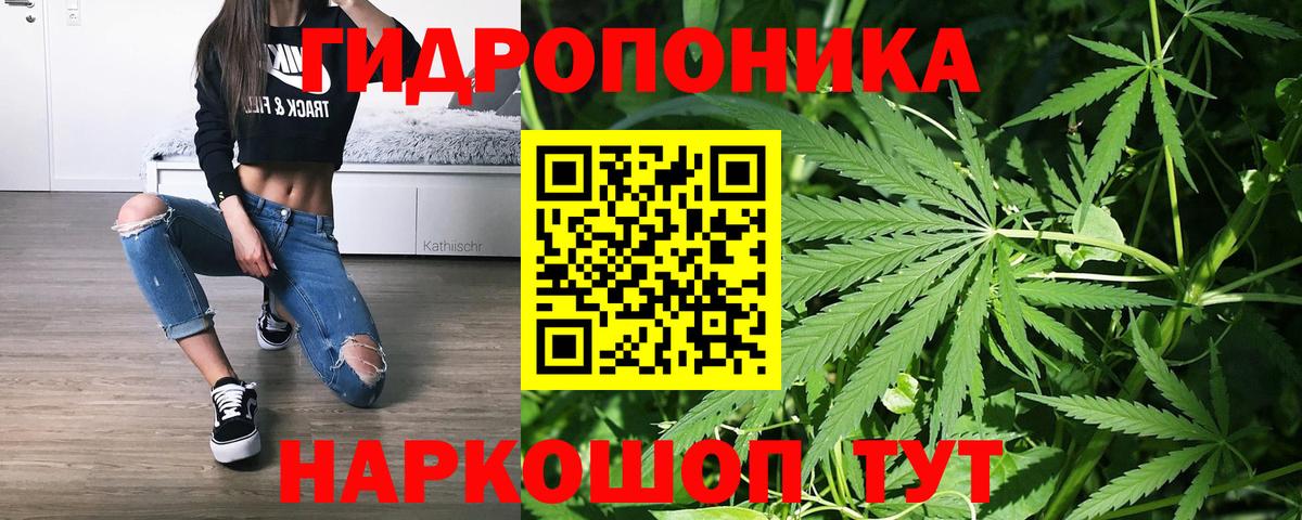 Каннабис сатива Сунжа